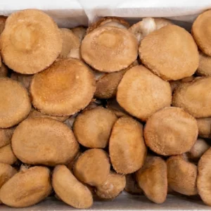 (도담) 도담 표고버섯 p가정용 1kg